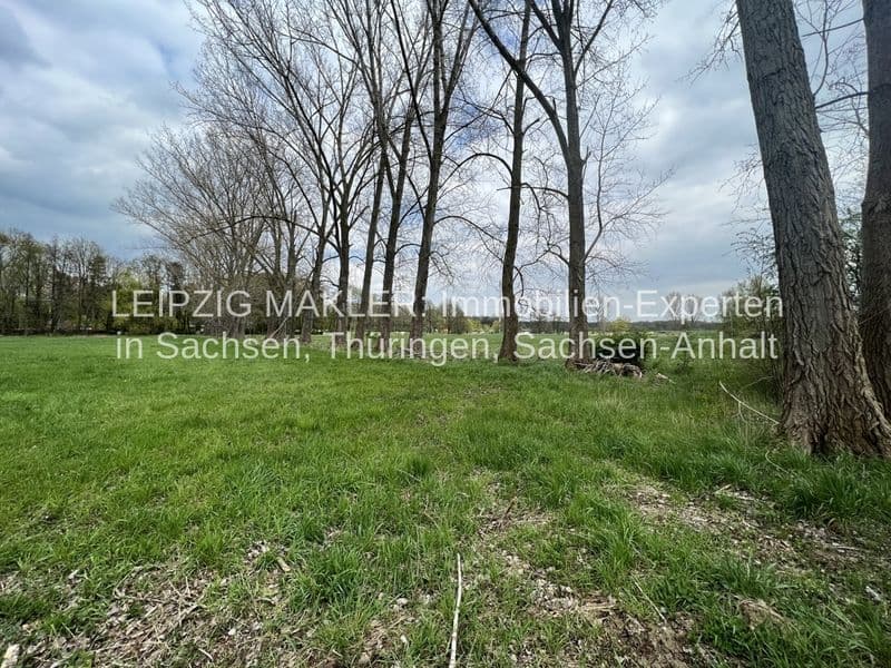Grüne Wiese mit kahlen Bäumen und Baumstümpfen, bewölkter Himmel, Waldweg in Beucha