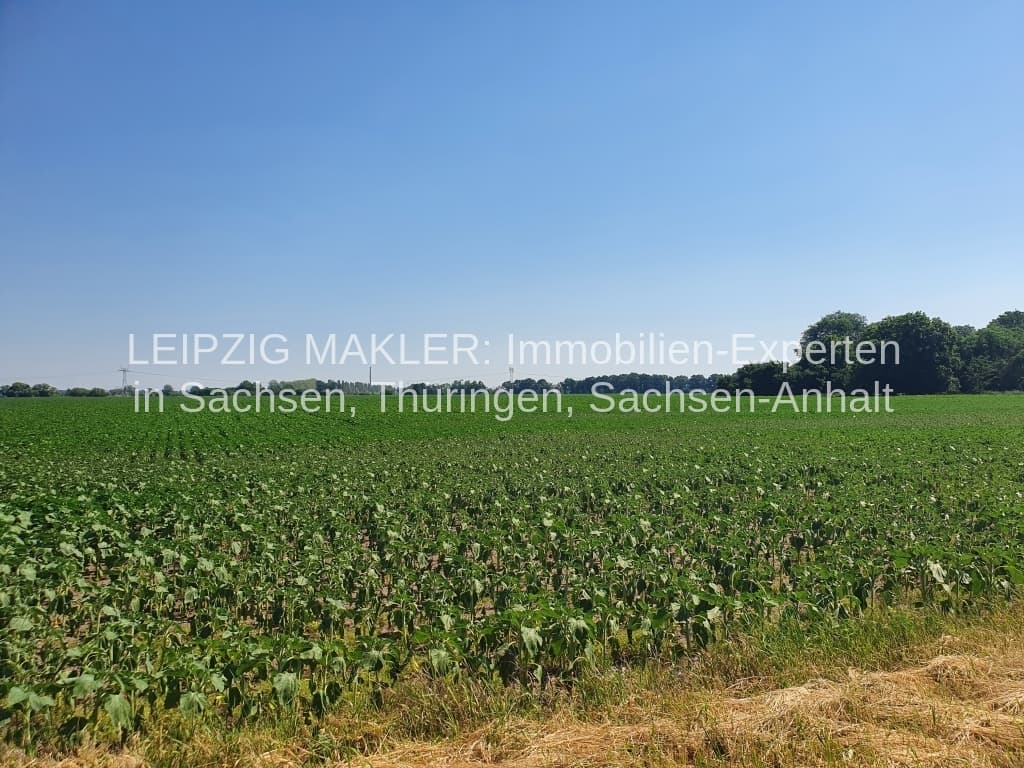 Großflächiges Ackerlandmit grüner Feldkultur unter klarem Himmel, Gusower Straße in Letschin