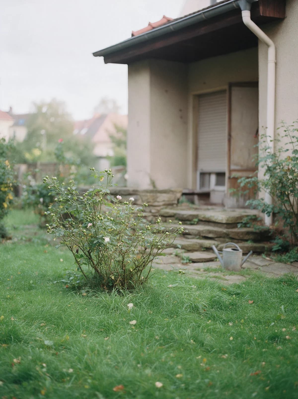 Vorgarten mit unbeschnittenem Rosenstrauch und Gießkanne an der Treppe