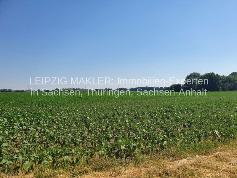 Großflächiges Ackerlandmit grüner Feldkultur unter klarem Himmel, Gusower Straße in Letschin